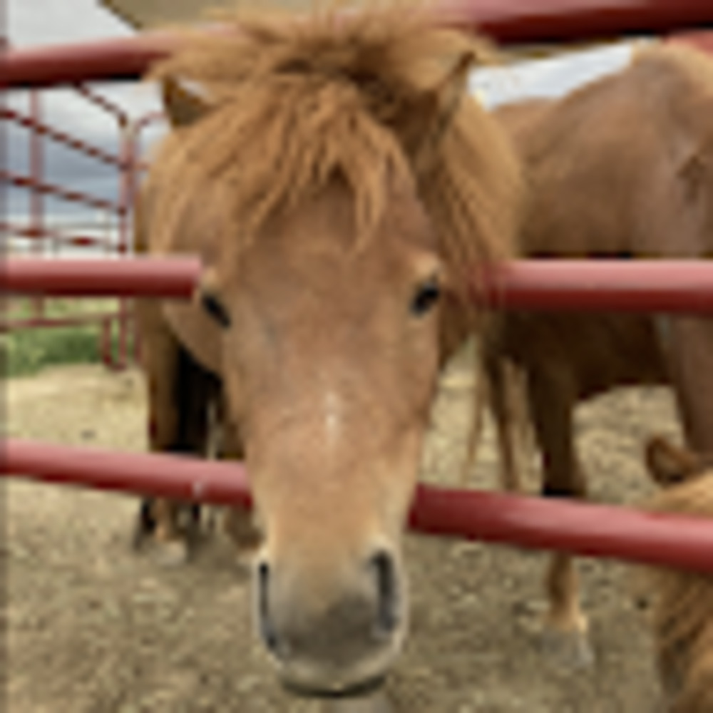 Meet your Posher, Lucy